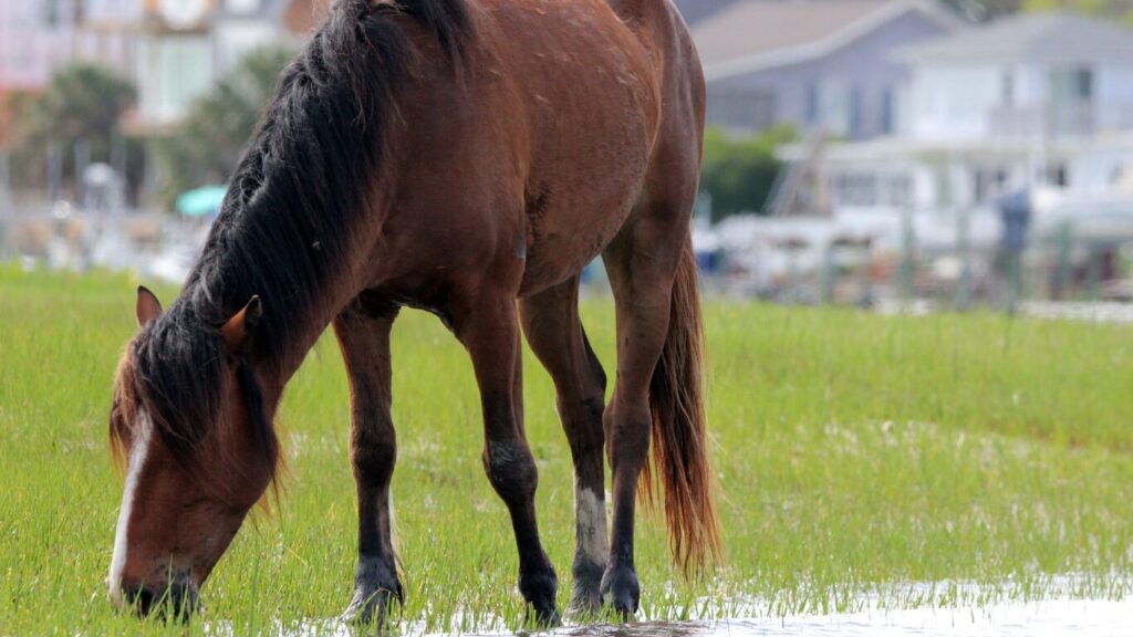 Wild horse on the coast of Assateague Island – Hidden East Coast spring break adventure Wild horse on the coast of Assateague Island – Hidden East Coast spring break adventure