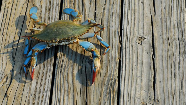 Hidden East Coast Spring Break Destinations to Visit
