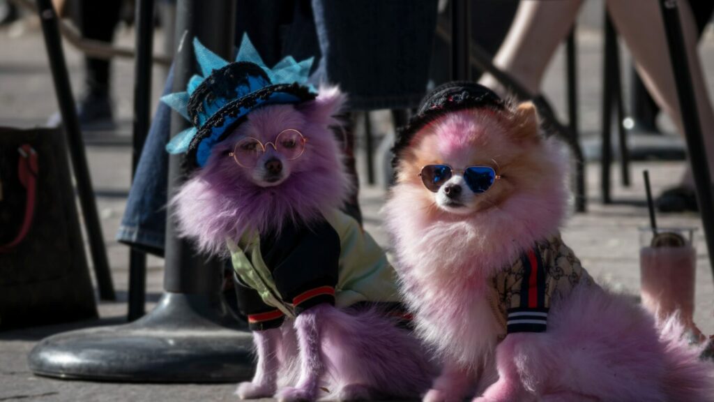 dogs in costume halloween parade