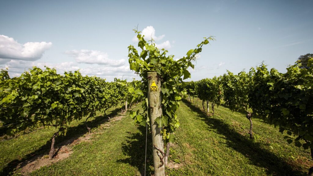 Rhode Island Vineyward - East Coast Hidden Gems Rhode Island Vineyard - East Coast Hidden Gems