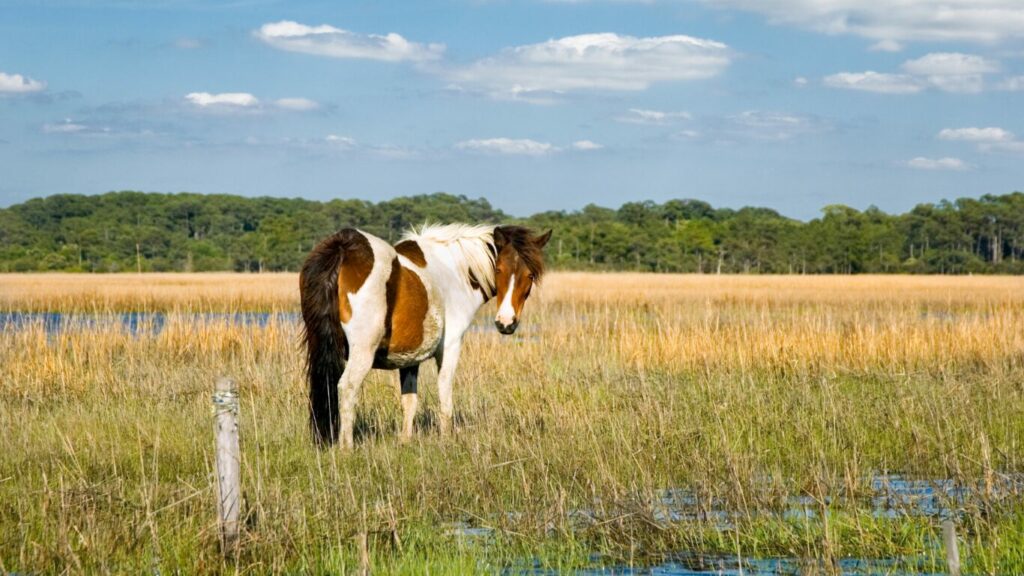 Chincoteague Island, Virginia Chincoteague Island, Virginia